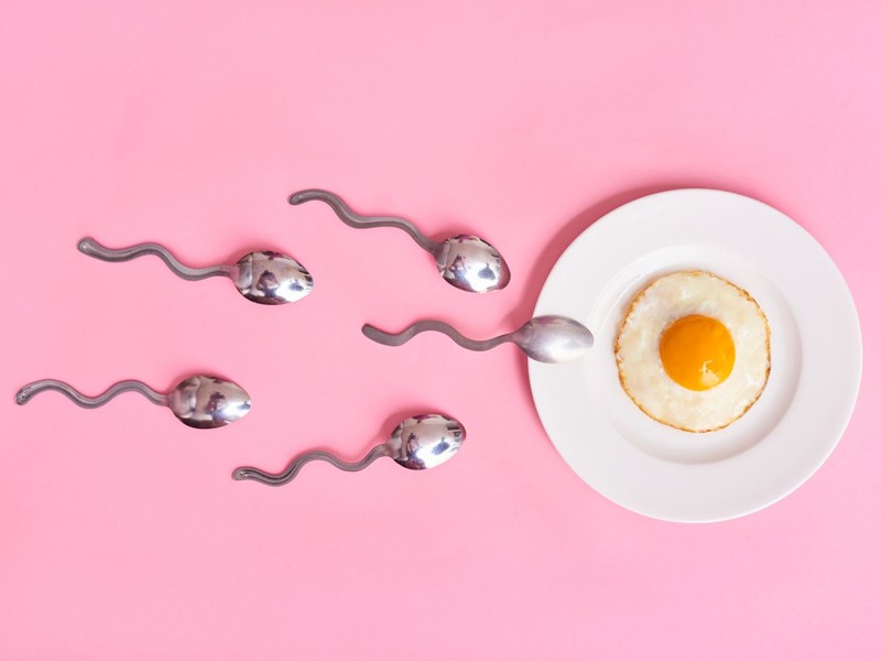 Le processus de fécondation d’ovule