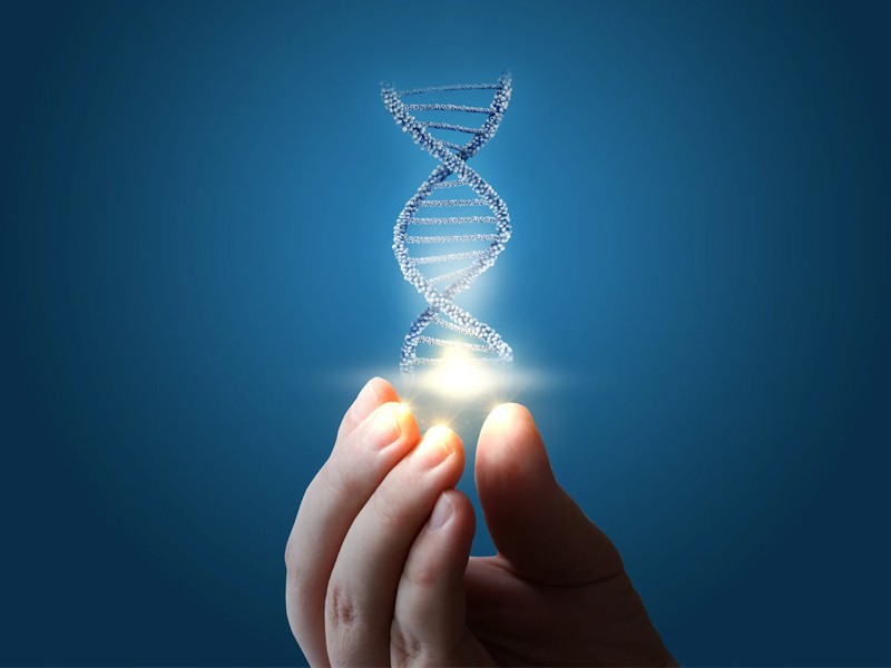 Die genetische Verwandtschaft des Kindes in einem Programm der Leihmutterschaft